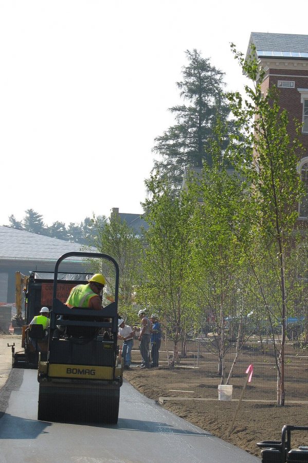 Pavers and new birch trees on Alumni Walk. (Doug Hubley/Bates College)