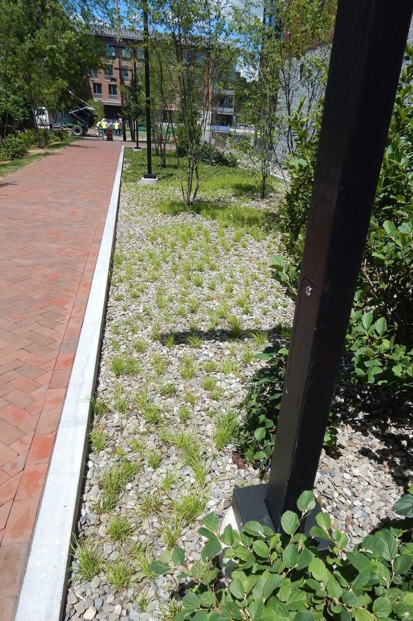 Sedge and barren strawberry are among the plants growing in a rain garden at 65 Campus Ave. (Doug Hubley/Bates College) 