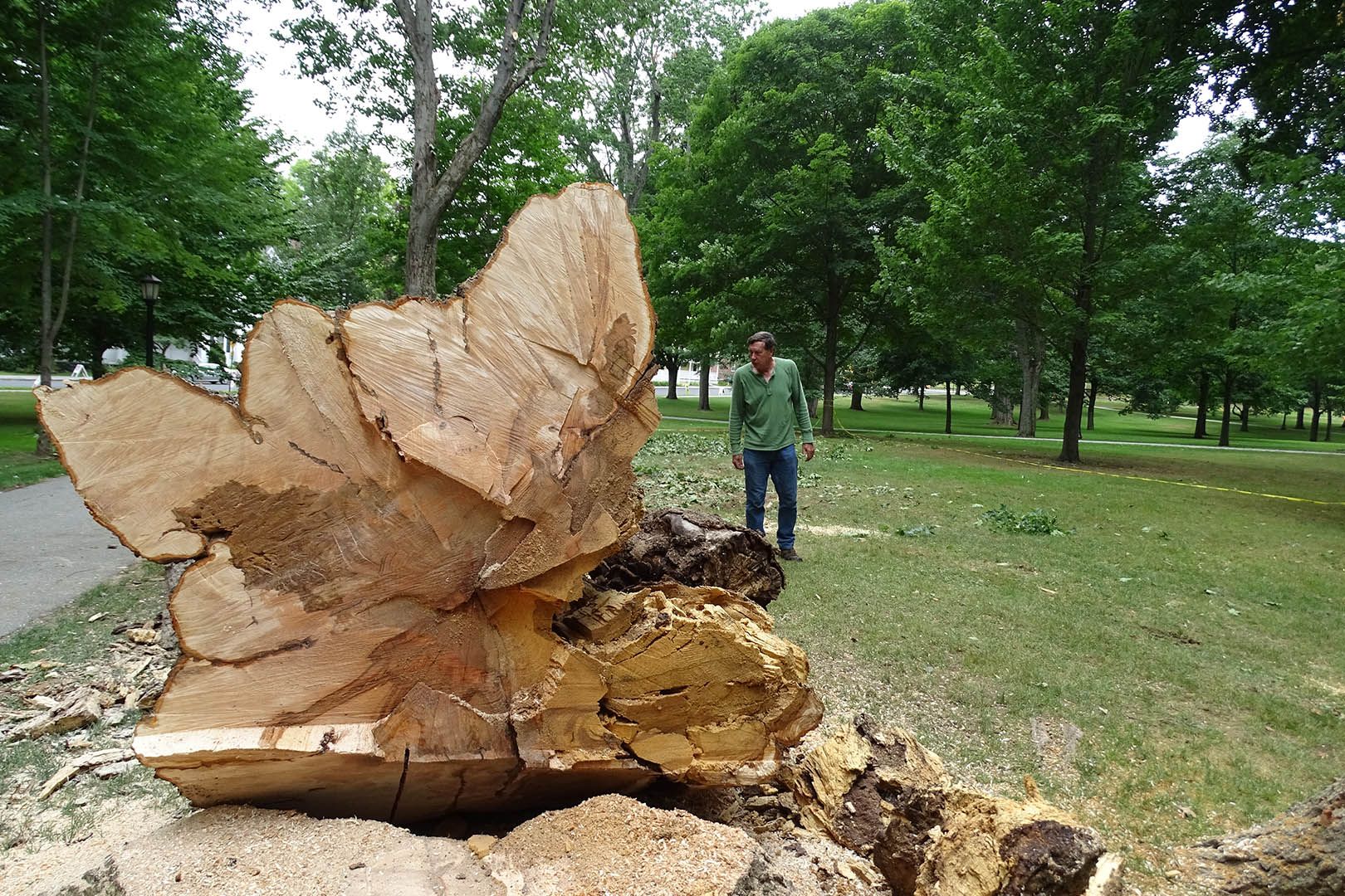 Bill Bergevin, the college's landscape architect, takes a look at the final, 20-foot section of trunk that was felled on July 29. (Jay Burns / Bates College) 