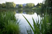 This Lake Andrews scene evokes a Lemony Snicket quote: "The world is quiet here." (Phyllis Graber Jensen/Bates College)