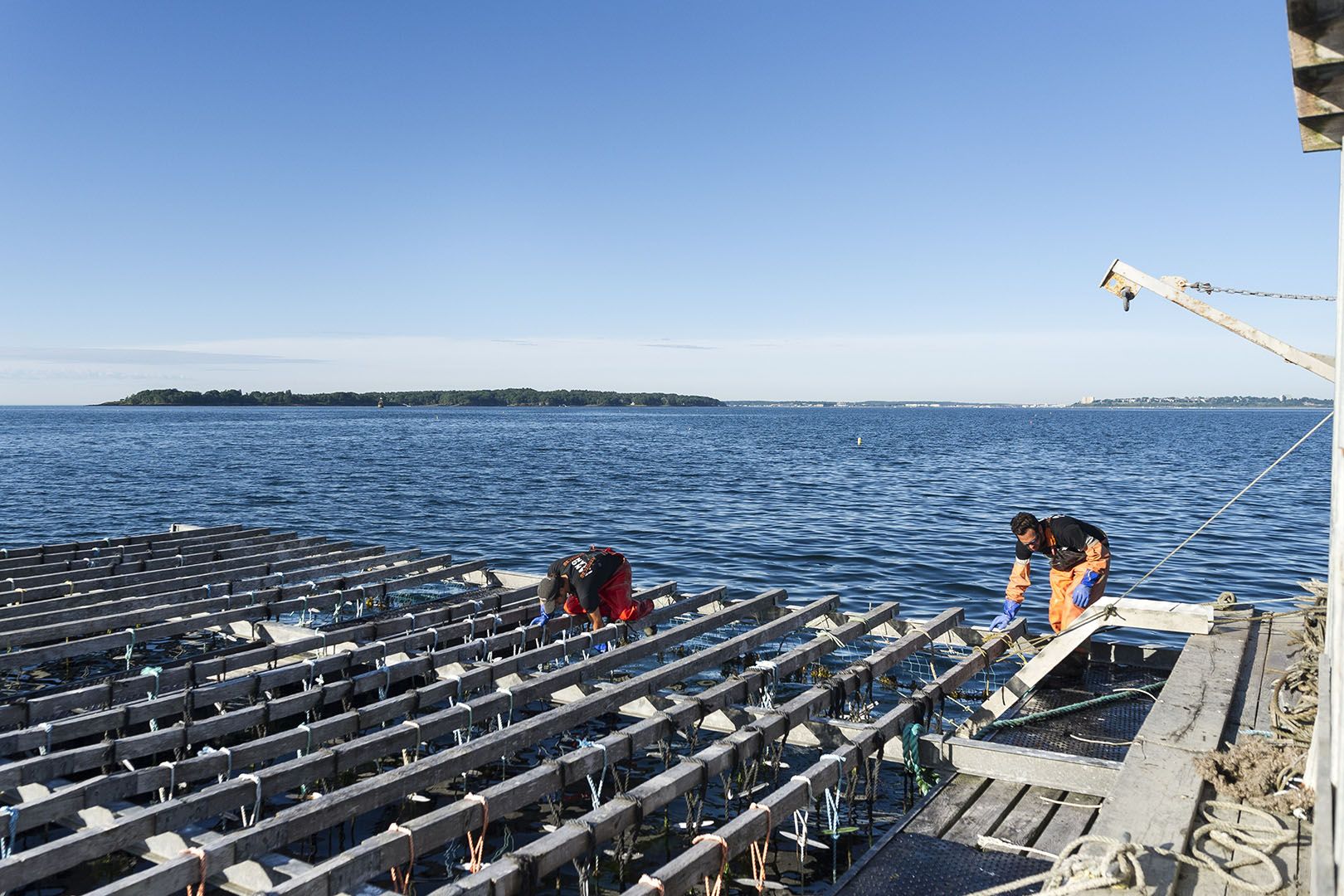 Bangs Island mussels grow on ropes that hang from rafts, and each rope is about 35 feet long.