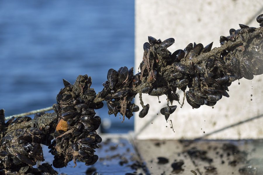 A pulley and winch pulls a mussel-encrusted rope onto the barge for processing.