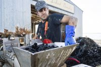 Moretti begins to feed the mussels into a machine that works to break apart the Bissell tissue connecting many of the clusters. 