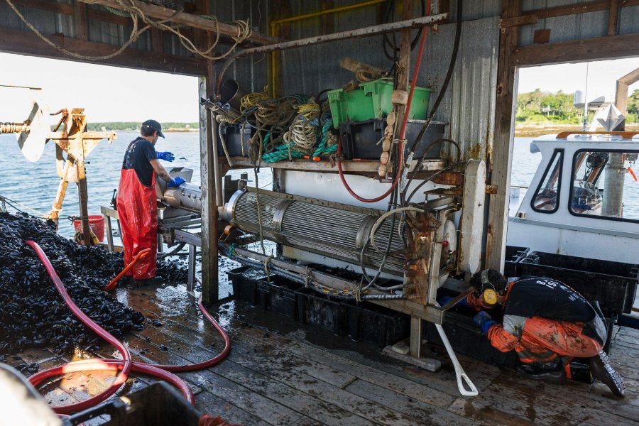 Moretti begins to feed the mussels into a machine that works to break apart the Bissell tissue connecting many of the clusters. Crew member Adam Shapiro collects the separated mussels on the other end. Matthew Moretti '06, president of Bangs Island Mussels and Wild Ocean Aquaculture, leads a typical harvesting day on Clapboard Island in Casco Bay on Thursday June 23 2016. After studying biology and religion at Bates, Moretti pursued a Masters of Science degree in marine biology at Northeastern University. Bangs Island Mussels can be found at dining establishments in Portland and across the country.