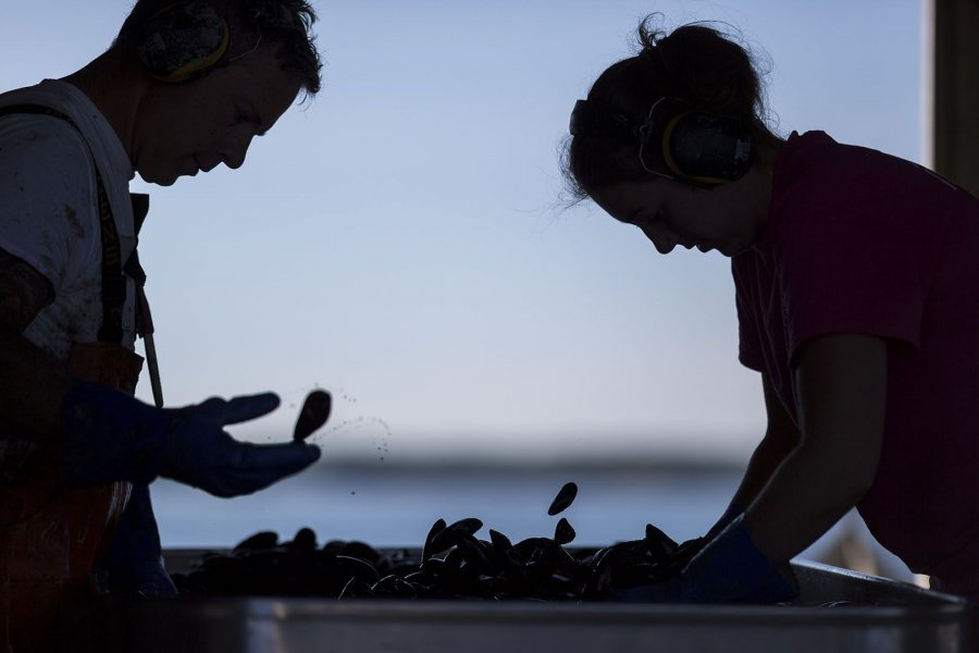 Cleaned mussels are subjected to one last sorting by crew members Kirstina Littig and Daniel Dunham before being placed on ice.