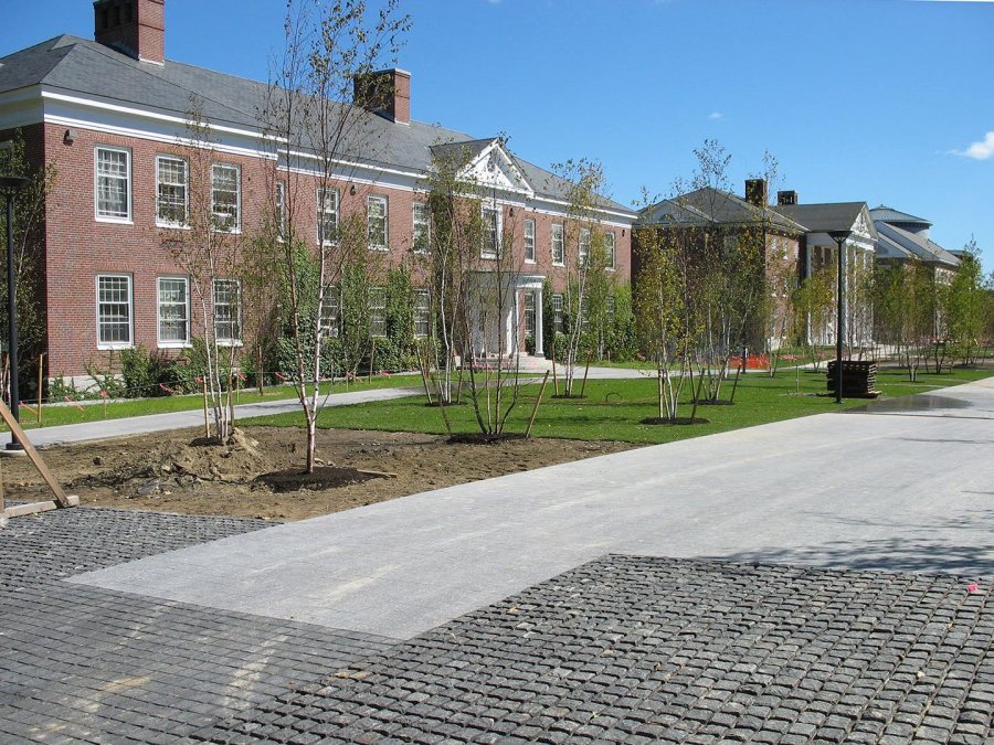 Half-grassed: Scilla bulbs will be planted, then sodded over, in the bare patches on Alumni Walk. (Doug Hubley/Bates College)