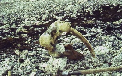 Mike Retelle's 1993 photograph of the walrus skull as he found it in the Canadian Arctic.