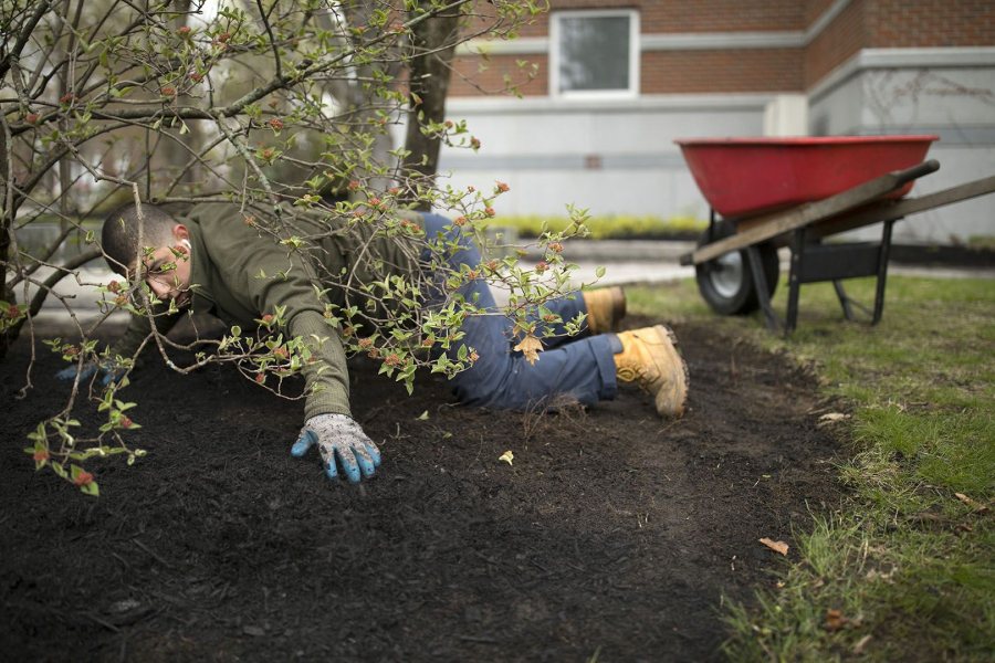 Diego Marcogliese '17 of Los Angeles stretches himself to spread mulch near Carnegie Science Hall. (Phyllis Graber Jensen/Bates College)