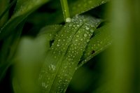 Bates is a green campus. A plant glistens after a late spring shower. (Phyllis Graber Jensen/Bates College) 
