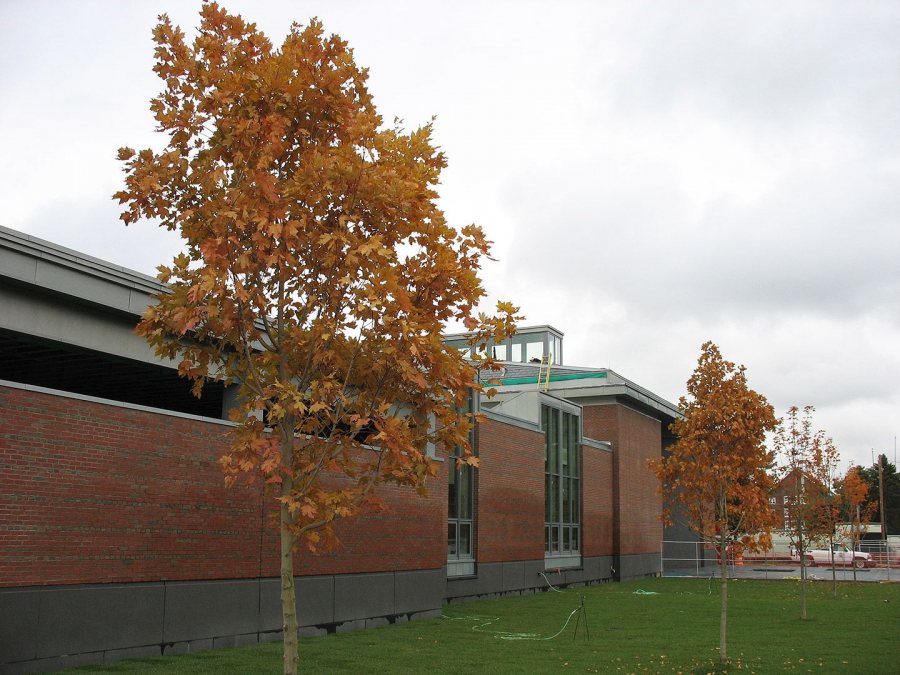 Landscaping at Commons east. (Doug Hubley/Bates College)