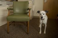 Look What We Found: Mara Tieken’s green, battered, and beloved armchair