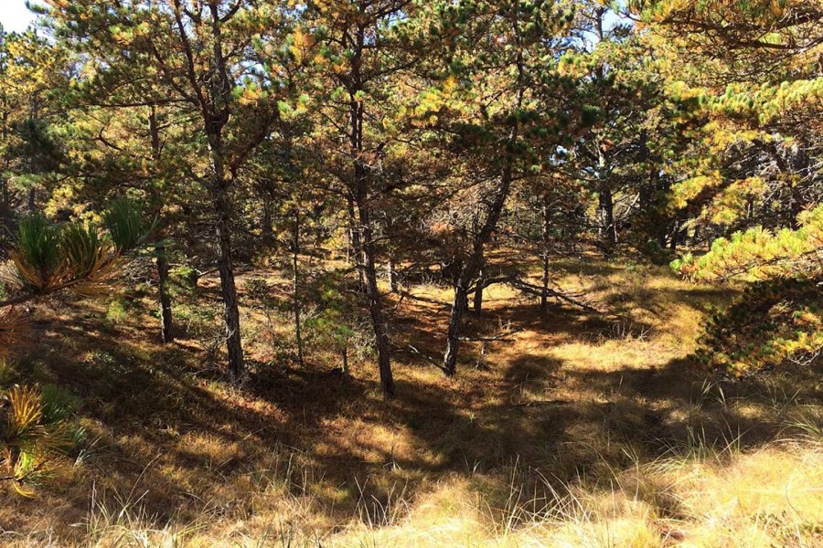 This pitch pine dune woodland at Bates—Morse Mountain is a globally rare ecosystem and possesses a rare beauty, as well. (Laura Sewall/Bates College)
