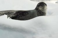 Bates Club of Antarctica: If you give a seal a camera