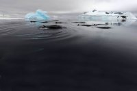 Bates Club of Antarctica: It’s a whale’s world
