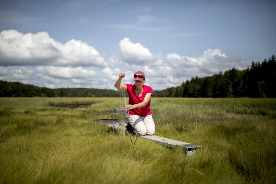 Professor of Geology Bev Johnson uses a sediment elevation table to measure the height of the Sprague River salt marsh in the Bates–Morse Mountain Conservation Area. The information helps assess the response of the marsh to rising sea level and increased storm activity. (Phyllis Graber Jensen/Bates College)
