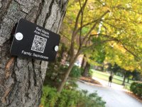 ID tags on a red maple and sugar maple, Acer rubrum and Acer saccharum, between Ladd Library and Chase Hall.

The tags include QR codes that point to student-created web pages giving the natural history of each tree. E.g.: www.bates.edu/canopy/species/red-maple

The tags, web pages, and a complete Bates Canopy website were produced last fall by students in "Dendrology and the Natural History of Trees," taught by Assistant Professor of Biology Brett Huggett.