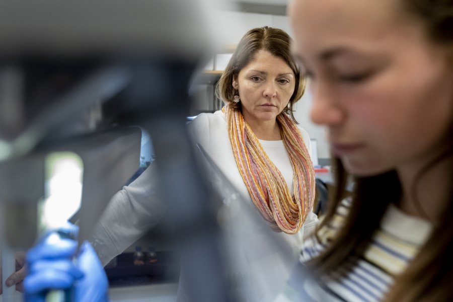 Professor of Biology April Hill in her Carnegie Science Lab, Room 404, training two "new scientists." “For me, it’s like being a coach," she says. Names forthcoming. The two students in the lab with Hill are Sara King ’21 of Newton Center, Mass., and Jasmine Nutakki ’21 of Augusta, Maine. Hill says: “They were learning to use a technique called the polymerase chain reaction (PCR) to amplify genes from freshwater sponges. Both students (and some others) will be working over short term on a project funded by my NSF grant to study the gene networks involved in animal:algal symbioses. In this case, the animals are sponges and the algae are Chlorella.” 