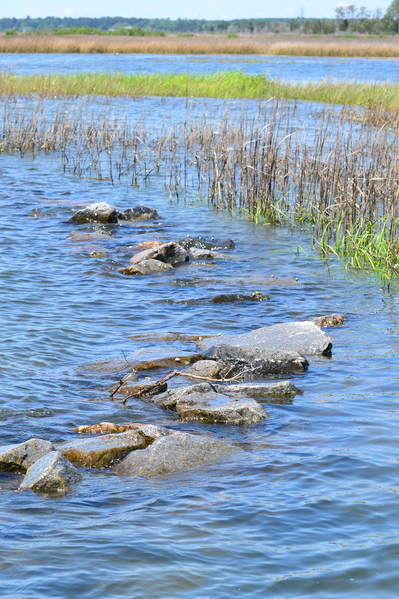 A “living shoreline” in rural Mathews County, Va. A rock sill, center, dissipates wave energy coming from the left while allowing water through to support marine plant and animal life. (Lynne Lewis/Bates College)