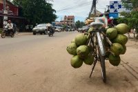 O’Shea, Maggie SFS Cambodia Fall 2018 This is a photograph from the streets of Siem Reap (our home base!) in which someone left their coconut-filled bike parked outside a storefront.This photo was selected for the 2019 Barlow Off-Campus Photography Exhibition and shown at the 2019 Mount David Summit on March 29, 2019.