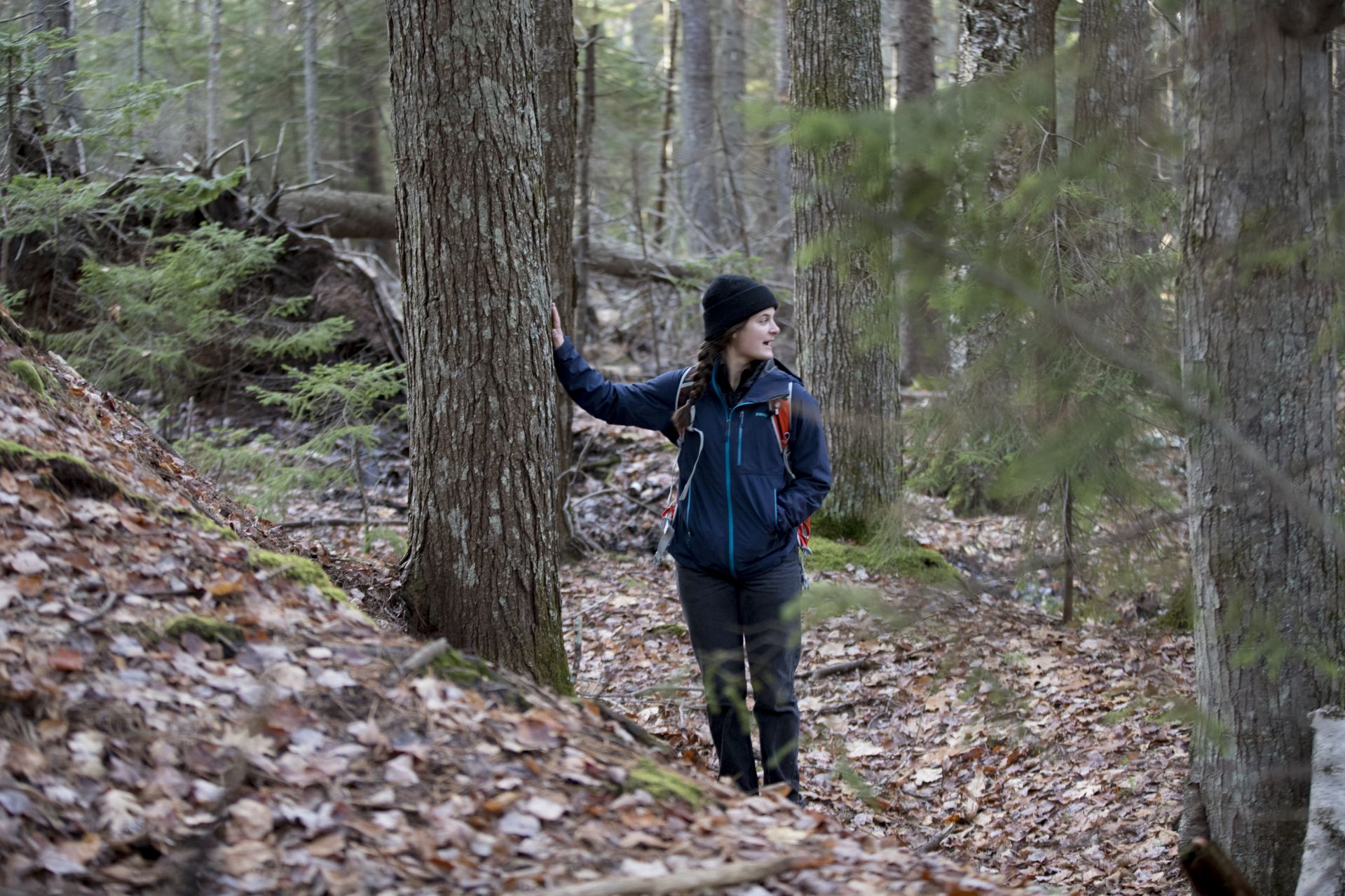 Seen in 2017, Isobel Curtis '17 takes a tree core sample at Bates–Morse Mountain, part of a project to establish forest survey plots at the conservation area. The plots are part of a multigroup effort to monitor significant Maine ecosystems in the face of climate change. (Phyllis Graber Jensen/Bates College).(Phyllis Graber Jensen/Bates College)