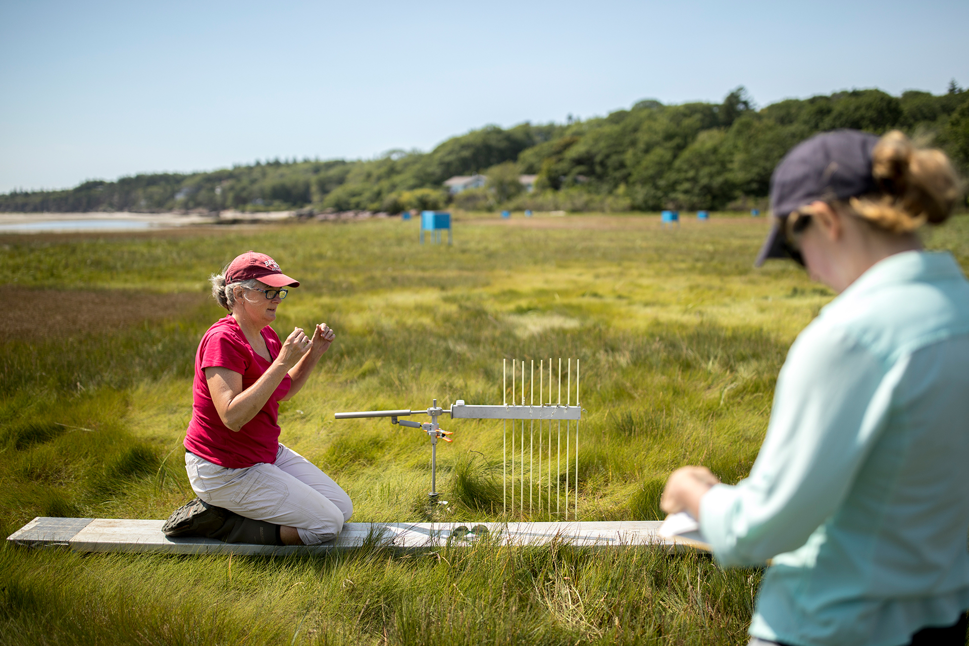 Professor of Geology Beverly Johnson uses a sediment elevation table to measure the height of the Sprague River Salt Marsh, part of the Bates–Morse Mountain Conservation Area, in August 2018. At right is Claire Enterline, senior planner of the Maine Coastal Mapping Initiative, Maine Coastal Program. (Phyllis Graber Jensen/Bates College)