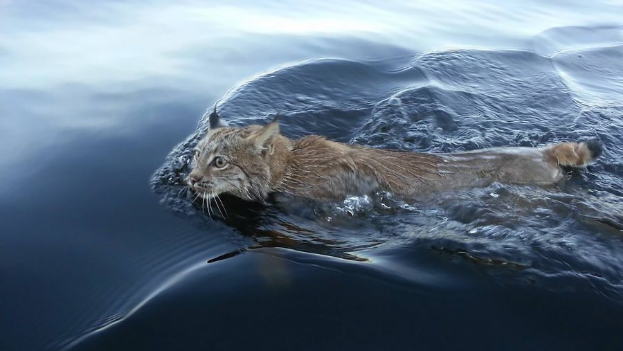 Last weekend was hot enough to send a Bobcat into the lake. (u/Portlande)