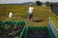 Nick Lindholm ‘86, Organic blueberry farmer at Blue Hill Berry Co., run by Nicolas and wife Ruth Fiske, centered in the heart of the Blue Hill peninsula, settled in 1996, works on his farm on August 1, 2019.