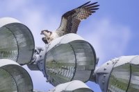 Slideshow: Osprey vs. goldfish at Lake Andrews