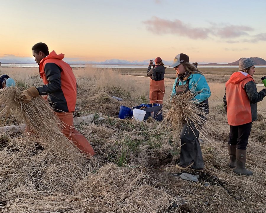 As the team prepares to depart Old Togiak, students cover the site with tarps and hay, applied here by Joseph Willky ’20 (left) and Emma Christman ’22 (second from right), to shield it from the elements. (Courtesy Kristen Barnett)