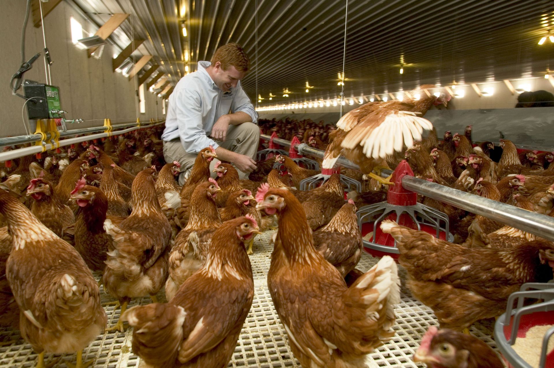 Images of Jesse Laflamme '00 of Pete and Gerry’s Organic Eggs among 120,000 laying hens on the family farm in the White Mountain village of Monroe, N.H. Also pictured are the company's namesakes, his father, Gerry, and father's cousin, Pete.