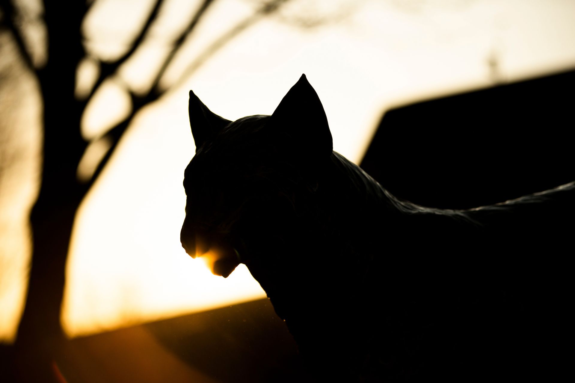 Early sunlight on campus on March 28, 2020.

Bobcat statue outside of Merrill Gym