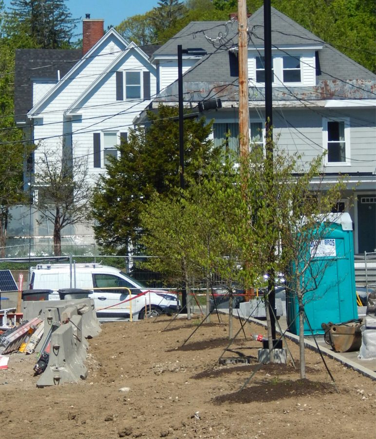 Trees are starting to appear on the south side of the Bonney building lot. (Doug Hubley/Bates College)