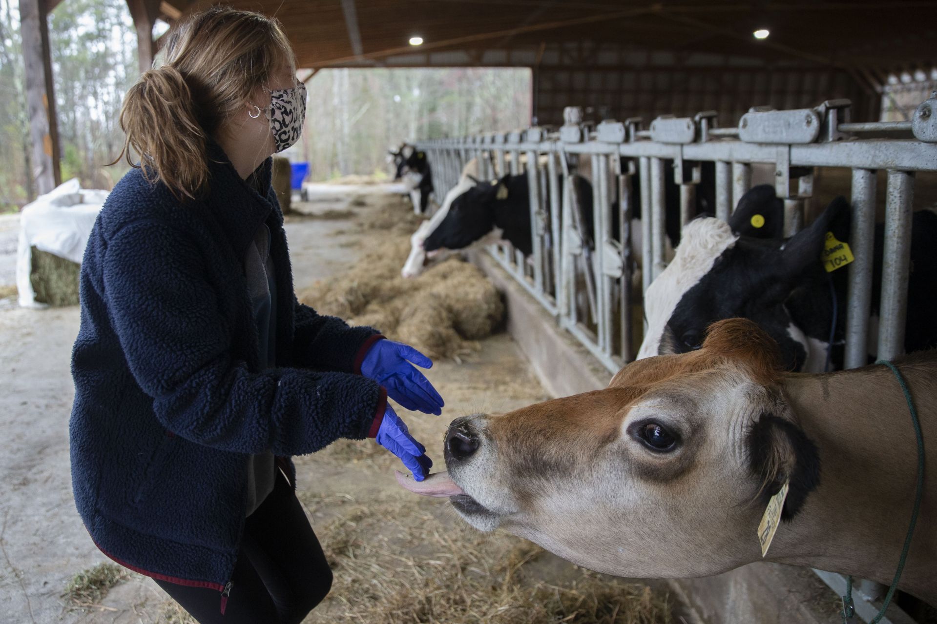 Virginia Guanci reacts to a lick from one of the dairy cows at Wolfe’s Neck. (Phyllis Graber Jensen/Bates College)