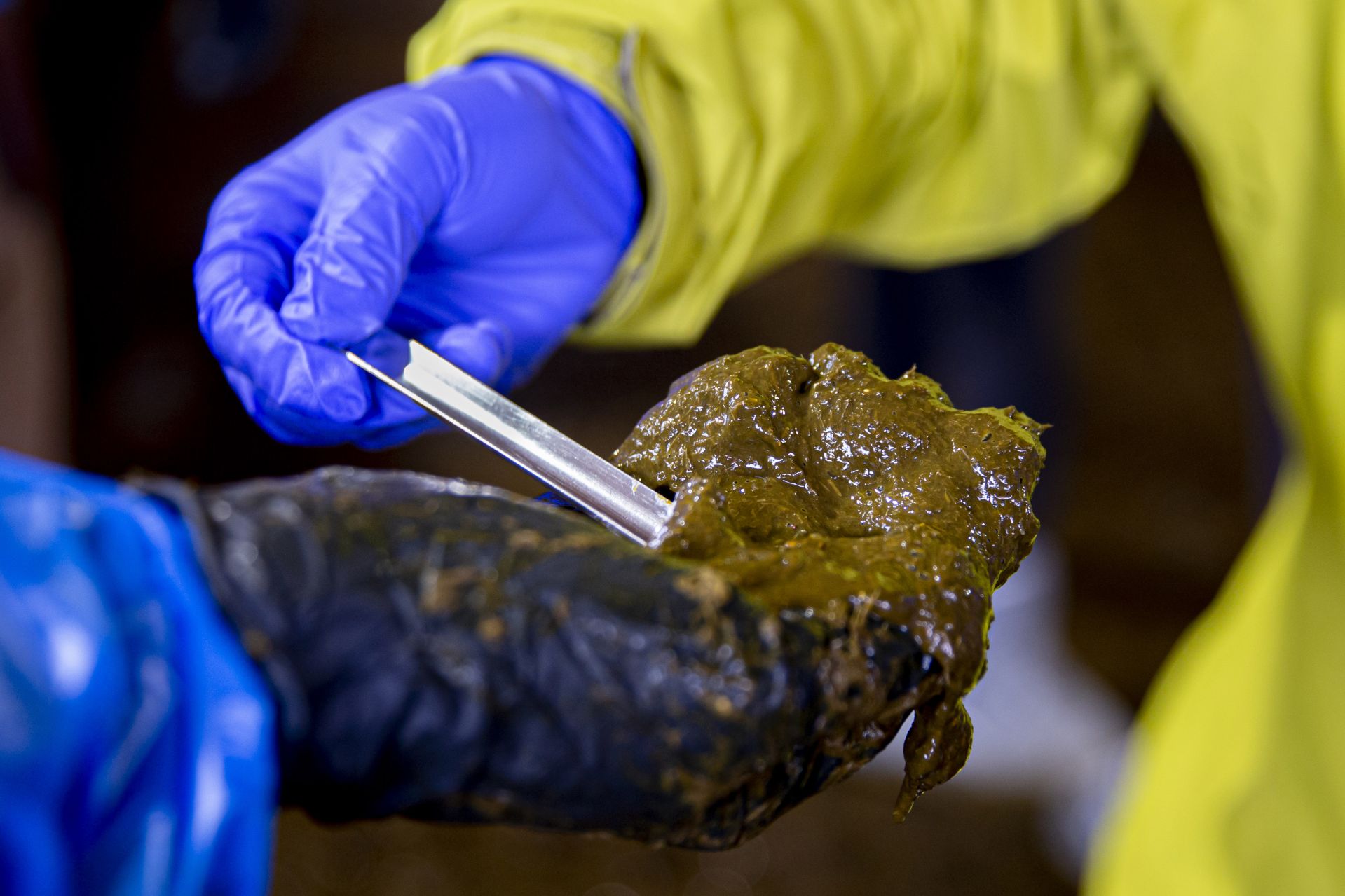 After fecal matter is taken from the cow’s rectum, a steel laboratory scoop is used to select a portion for sampling. (Phyllis Graber Jensen/Bates College)