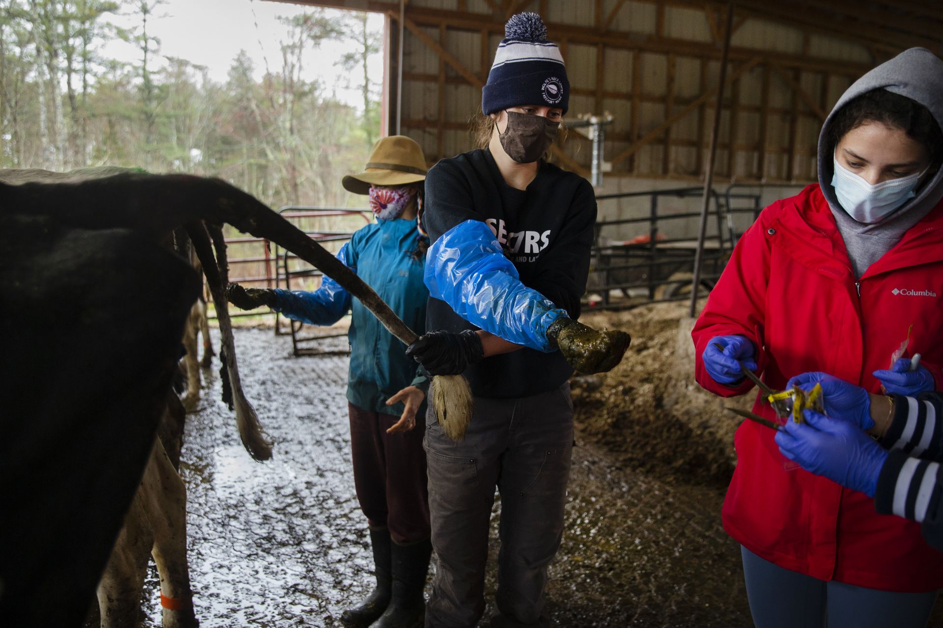 After retrieving a fecal sample while wearing an arm glove, Ursula Bozeman gives it to Leah Zukosky for placement into a sterile sample bag. (Phyllis Graber Jensen/Bates College) 