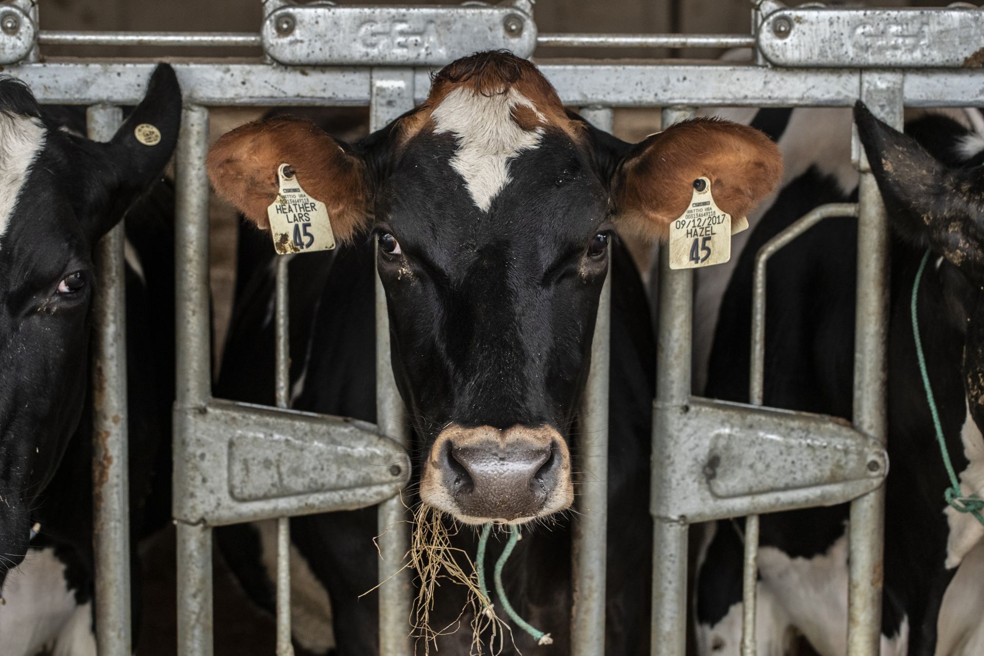 A cow’s ear tags include their name (Hazel, at right) and their sire and dam’s names (left, Heather and Lars). The tags also display their unique Animal Identification Number. (Phyllis Graber Jensen/Bates College)