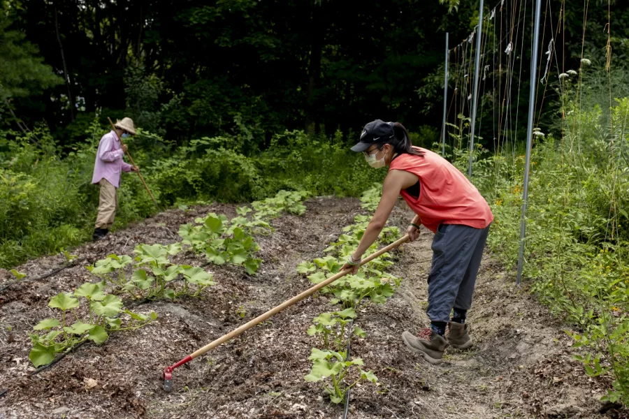 “We’re at the Bates Garden and we’re doing something different this year, which is just cultivating a third of the garden with butternut squash and cherry tomatoes. The rest we’re just leaving to cover crop so we’ve planted oats and peas, and that will keep the weeds down amd also put a lot of organic material back into the soil.What we’ve also done differently is we’ve let a lot of stuff become wildflowers, and it’s really neat. It’s the most insect life I think I’ve ever seen in the garden. So we’re thinking about doing that going forward.The butternut squash we’re growing because it basically takes care of itself. Aaprt from Hermione, whose been volunteering every weekin the garden, we don’t have any paid student gardeners this year.This year we’ll probably send the cherry tomatoes to dining. A lot of the squash we’re going to send to St. Mary’s Food Bank.”Tom Twist, Sustainability ManagerFacility Servicesν “It’s just cool spending time with Tom and gardening. Quarantining can be kind of isolating so it’s nice to be out here and do some physical work, something that’s physical in the garden. And it’s nice to see them grow that fast. And we’ve got berries down there as well: strawberries, raspberries, and blueberries. And apple trees.”Environmental studies major Hermione Zhou '21 of Shenzhen, ChinaTom says: “The blackberries are wild. Everything else we put in.” And they’ll be picking them too!