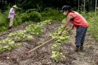 “We’re at the Bates Garden and we’re doing something different this year, which is just cultivating a third of the garden with butternut squash and cherry tomatoes. The rest we’re just leaving to cover crop so we’ve planted oats and peas, and that will keep the weeds down amd also put a lot of organic material back into the soil.What we’ve also done differently is we’ve let a lot of stuff become wildflowers, and it’s really neat. It’s the most insect life I think I’ve ever seen in the garden. So we’re thinking about doing that going forward.The butternut squash we’re growing because it basically takes care of itself. Aaprt from Hermione, whose been volunteering every weekin the garden, we don’t have any paid student gardeners this year.This year we’ll probably send the cherry tomatoes to dining. A lot of the squash we’re going to send to St. Mary’s Food Bank.”Tom Twist, Sustainability ManagerFacility Servicesν “It’s just cool spending time with Tom and gardening. Quarantining can be kind of isolating so it’s nice to be out here and do some physical work, something that’s physical in the garden. And it’s nice to see them grow that fast. And we’ve got berries down there as well: strawberries, raspberries, and blueberries. And apple trees.”Environmental studies major Hermione Zhou '21 of Shenzhen, ChinaTom says: “The blackberries are wild. Everything else we put in.” And they’ll be picking them too!