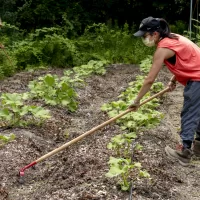 “We’re at the Bates Garden and we’re doing something different this year, which is just cultivating a third of the garden with butternut squash and cherry tomatoes. The rest we’re just leaving to cover crop so we’ve planted oats and peas, and that will keep the weeds down amd also put a lot of organic material back into the soil.What we’ve also done differently is we’ve let a lot of stuff become wildflowers, and it’s really neat. It’s the most insect life I think I’ve ever seen in the garden. So we’re thinking about doing that going forward.The butternut squash we’re growing because it basically takes care of itself. Aaprt from Hermione, whose been volunteering every weekin the garden, we don’t have any paid student gardeners this year.This year we’ll probably send the cherry tomatoes to dining. A lot of the squash we’re going to send to St. Mary’s Food Bank.”Tom Twist, Sustainability ManagerFacility Servicesν “It’s just cool spending time with Tom and gardening. Quarantining can be kind of isolating so it’s nice to be out here and do some physical work, something that’s physical in the garden. And it’s nice to see them grow that fast. And we’ve got berries down there as well: strawberries, raspberries, and blueberries. And apple trees.”Environmental studies major Hermione Zhou '21 of Shenzhen, ChinaTom says: “The blackberries are wild. Everything else we put in.” And they’ll be picking them too!