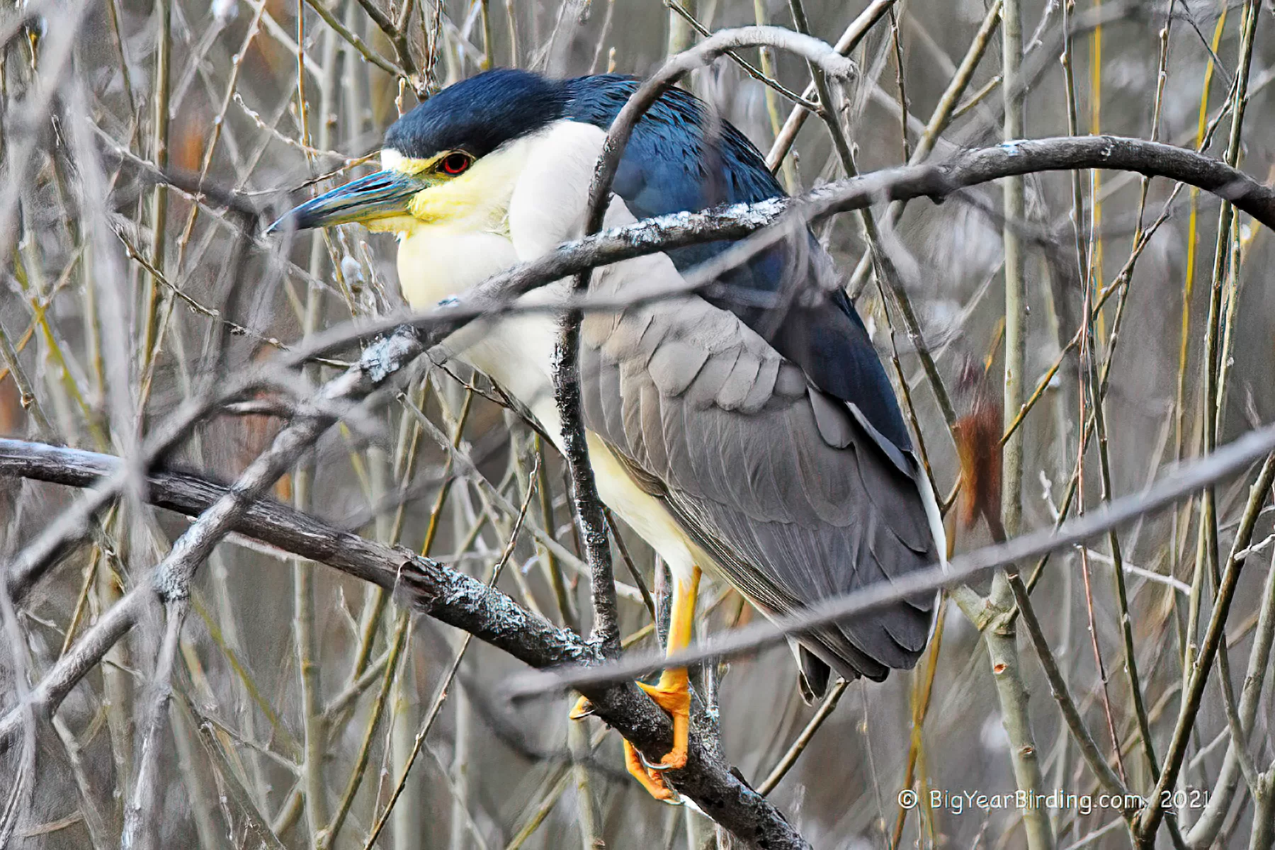 A black-crowned night heron, photographed on April 2, 2021, by Ethan Whitaker '80.