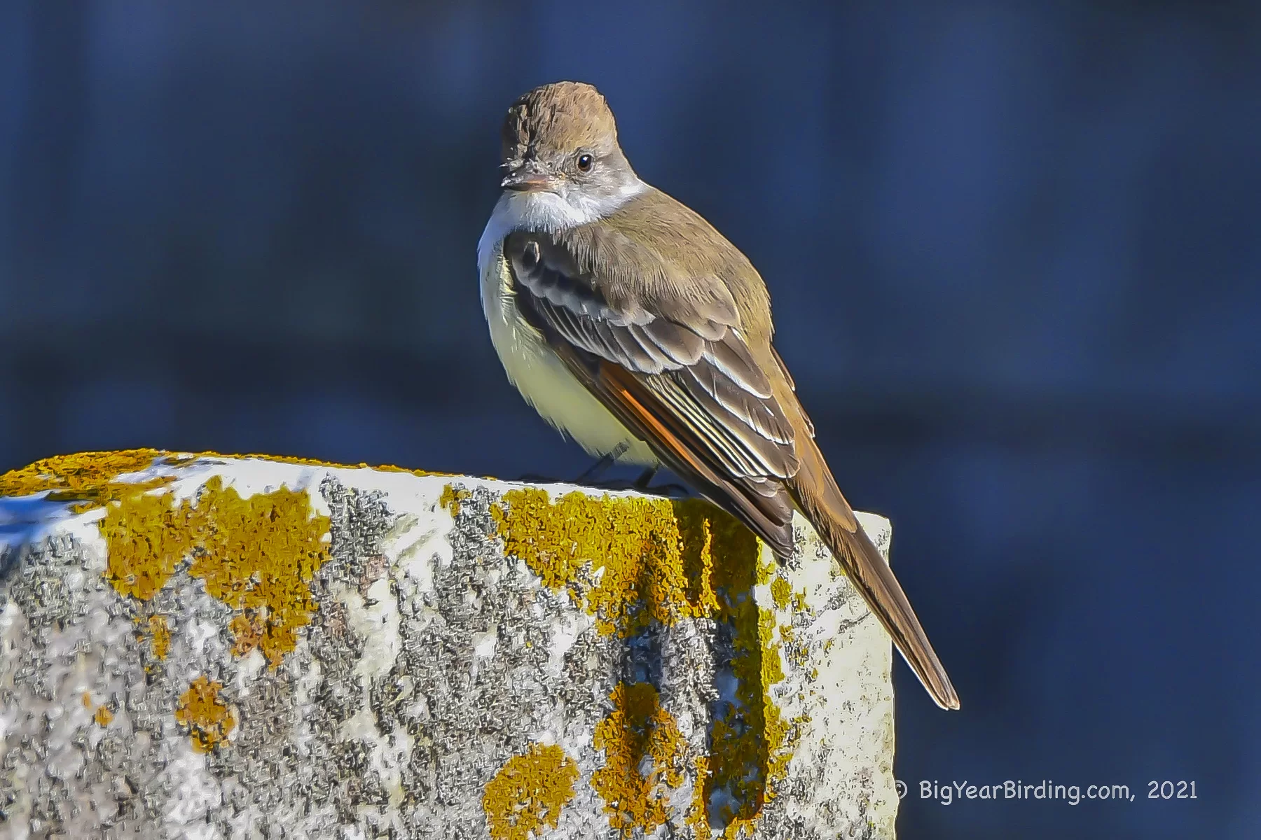 The bird that put Ethan Whitaker's Big Year over the top, the ash-throated flycatcher, photographed by Whitaker on Nov. 7, 2021.