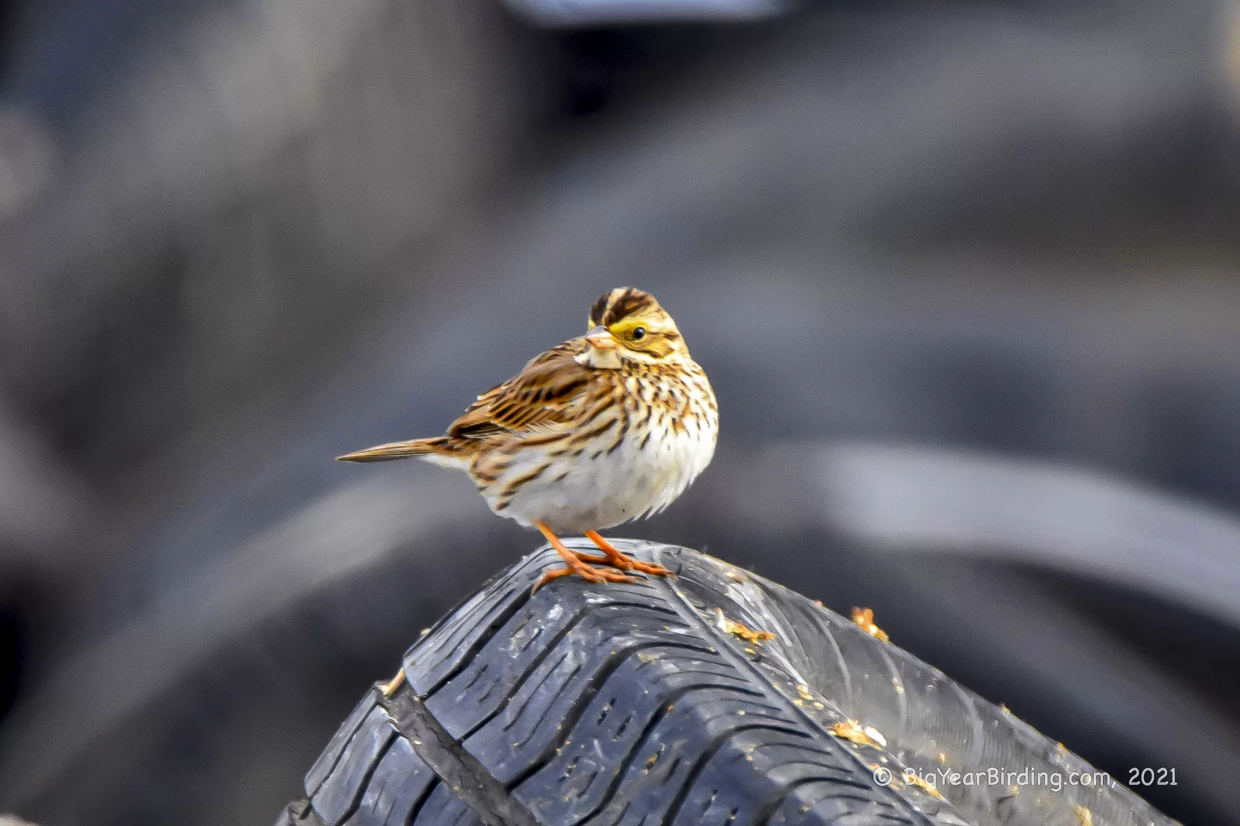 A Savannah sparrow perched atop at discarded tire, photographed by Ethan Whitaker '80 on Feb. 19, 2021.