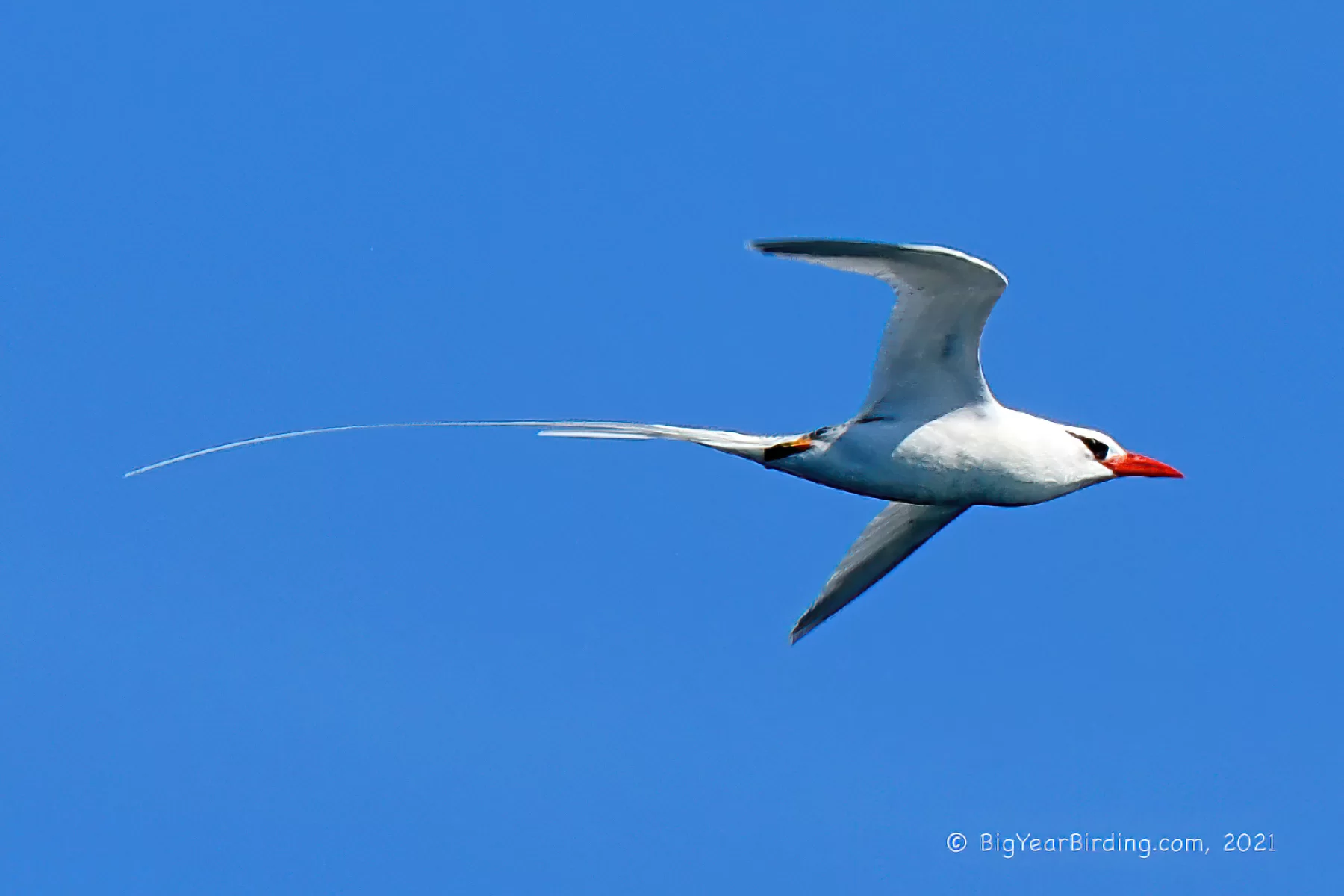 A red-billed tropicbird, photographed July 10, 2021, by Ethan Whitaker '80.