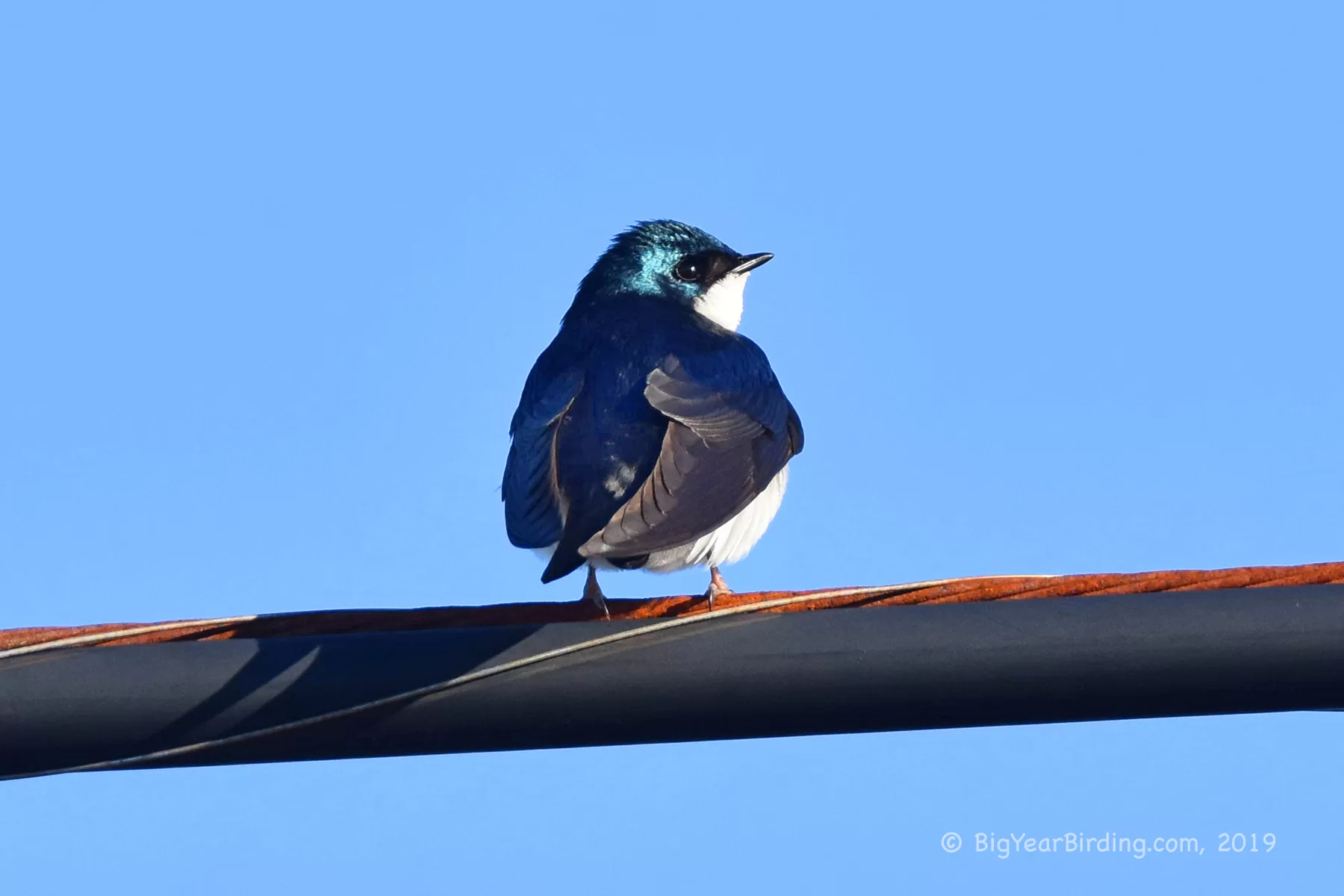 A tree swallow, photographed April 25, 2019, by Ethan Whitaker '80.