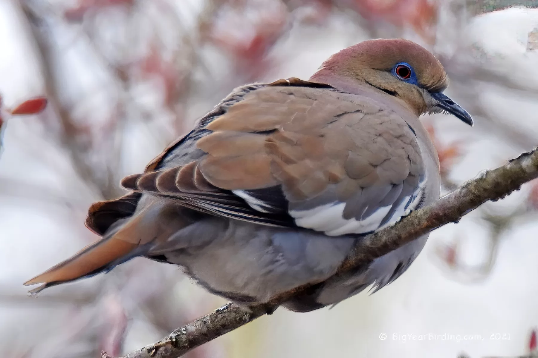 A white-winged dove, photographed April 22, 2021, by Ethan Whitaker '80.
