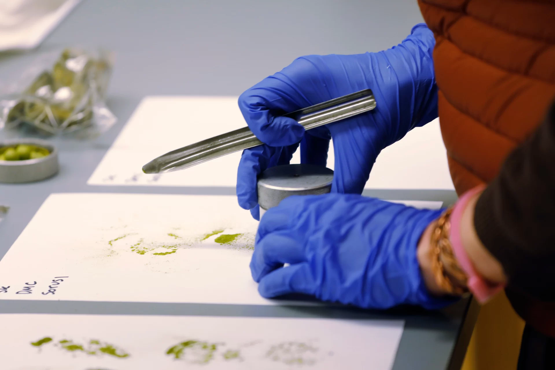 Essie Martin ’22 of Newscastle, Maine, prepares samples of dried kelp to be ground down to a fine dust before being weighed and then ran in the IRMS for isotope analysis. Shot on January 26, 202, in Carnegie building , Room 215.(Theophil Syslo | Bates College)