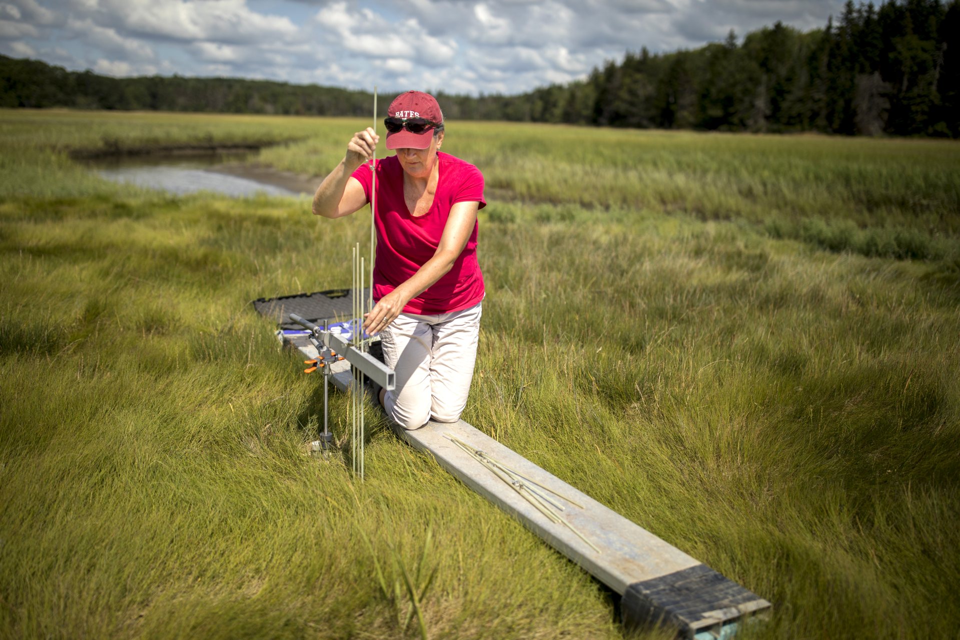 Professor of Geology Beverly Johnson uses a sediment elevation table to measure the height of the Sprague River Salt Marsh, part of the Bates–Morse Mountain Conservation Area.
.
These data are used to measure the response of the marsh to rising sea level and storm activity, Johnson says. Four years ago, she and her Short Term geology students traveled to the Sprague, where they placed rods deep in the marsh as benchmarks to measure future changes.

Show with Laura Sweall (in garnet baseball cap), Harward Center for Community Partnerships, Director of Bates Morse Mountain Conservation Area, and Vanessa Paolella '21 of Dingmen's Ferry, Pa., who has been working with Johnson on geology research over the summer.

Also present: Clailre Enterline (in green shirt and blue baseball cap), Research Coordinator with the Maine Coastal Program. And (not in selects but wearing a blue baseball cap and blue shirt) Ellen Bartow-Gieelie, Coastal Fellow with the Maine Coastal Program.