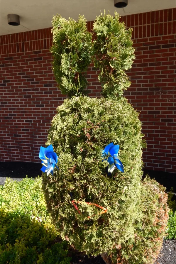 Topiary at 96 Campus Ave. (Doug Hubley/Bates College)