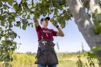 A “fruit-full” summer internship can look like…Eli Boesch-Dining ’23 is an environmental studies major from Concord, N.H., and he’s working as a Purposeful Work summer intern at the Maine Organic Farmers and Gardeners Association in Unity, Maine.Part of his @mofga job looks a little like this: thinning fruit in the apple trees, of which the orchard is home to over 340 varieties.Under the watchful eye of Laura Sieger, MOFGA’s orchard coordinator, Boesch-Dining determines which unripe fruits to cut from the branches, which helps alleviate pest problems like apple maggots and apple tree borers, and helps the tree determine which fruits should get more auxin, a phytohormone for fruit development.“This is only my second or third day thinning apples, so I'm by no means an expert,” says Boesch-Dining. “I think leaving one every eight inches or so is what we do.”