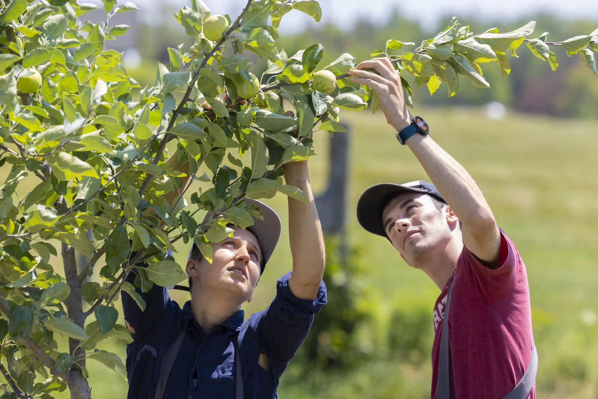 A “fruit-full” summer internship can look like…Eli Boesch-Dining ’23 is an environmental studies major from Concord, N.H., and he’s working as a Purposeful Work summer intern at the Maine Organic Farmers and Gardeners Association in Unity, Maine.Part of his @mofga job looks a little like this: thinning fruit in the apple trees, of which the orchard is home to over 340 varieties.Under the watchful eye of Laura Sieger, MOFGA’s orchard coordinator, Boesch-Dining determines which unripe fruits to cut from the branches, which helps alleviate pest problems like apple maggots and apple tree borers, and helps the tree determine which fruits should get more auxin, a phytohormone for fruit development.“This is only my second or third day thinning apples, so I'm by no means an expert,” says Boesch-Dining. “I think leaving one every eight inches or so is what we do.”